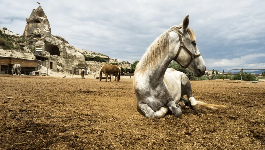 Horse Riding Cappadocia photo 7